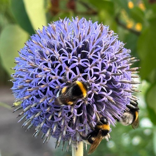 30 Jahre S&auml;chsische Gartenakademie &ndash; Festveranstaltung
