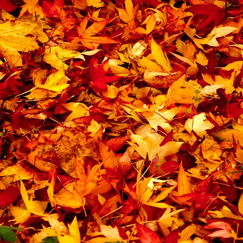 Gartentipps für den Monat November