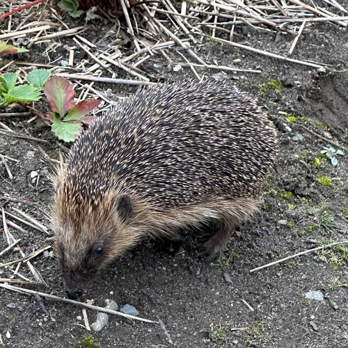 Igel im Herbst