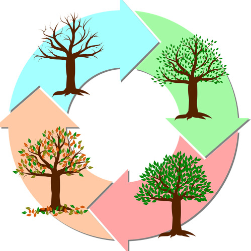 Phänologisch durchs Gartenjahr