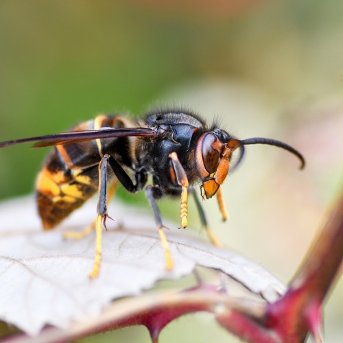Asiatische Hornisse - Vespa velutina nigrithorax