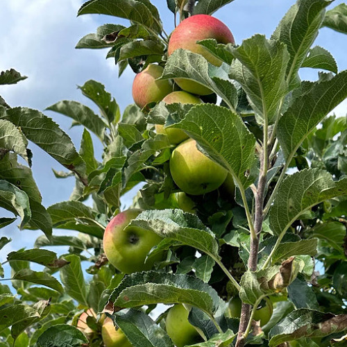 Gartentipp August mit Tipps und Tricks